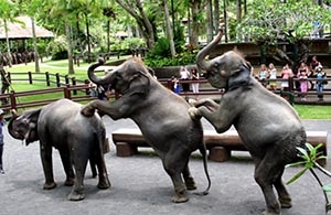 Tour to Bali Elephant Park